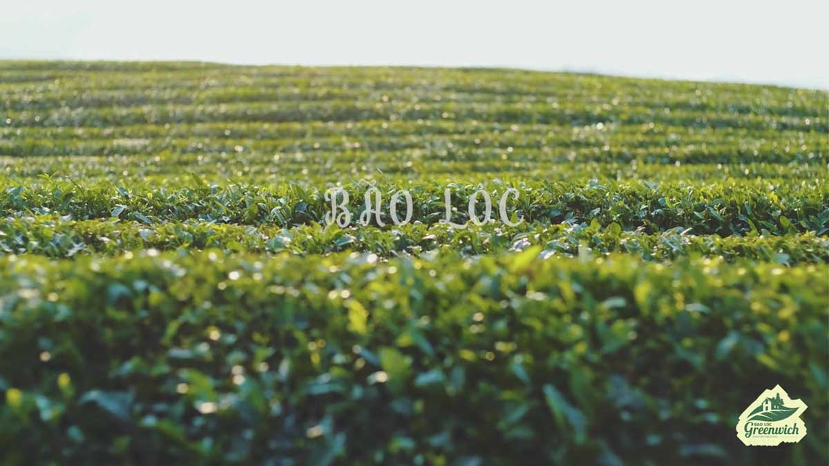 BẢO LỘC GREENWICH bao loc greenwich 2020 - BẢO LỘC GREENWICH
