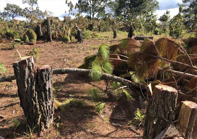 Thoát án thu hồi, chủ siêu dự án 25.000 tỷ Nam Đà Lạt phải chứng minh nguồn vốn - Ảnh 2. Thoát án thu hồi, chủ siêu dự án 25.000 tỷ Nam Đà Lạt phải chứng minh nguồn vốn - Ảnh 2.