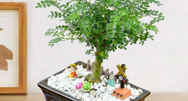Mất ngủ sau tuổi 40: Đặt ngay 4 loại cây thần kỳ này trong phòng vừa hợp phong thủy, vừa trấn an tinh thần, gia chủ thoải mái say giấc nồng - Ảnh 3. Mất ngủ sau tuổi 40: Đặt ngay 4 loại cây thần kỳ này trong phòng vừa hợp phong thủy, vừa trấn an tinh thần, gia chủ thoải mái say giấc nồng - Ảnh 3.