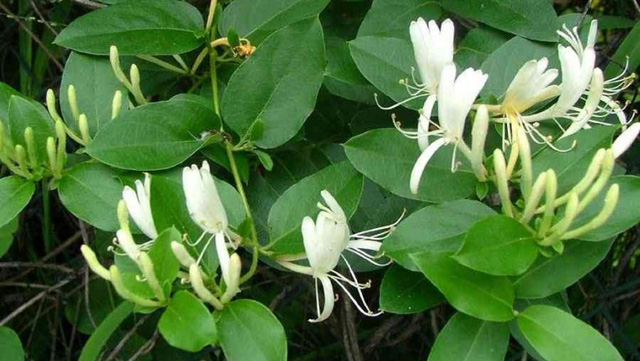 Mất ngủ sau tuổi 40: Đặt ngay 4 loại cây thần kỳ này trong phòng vừa hợp phong thủy, vừa trấn an tinh thần, gia chủ thoải mái say giấc nồng - Ảnh 4. Mất ngủ sau tuổi 40: Đặt ngay 4 loại cây thần kỳ này trong phòng vừa hợp phong thủy, vừa trấn an tinh thần, gia chủ thoải mái say giấc nồng - Ảnh 4.